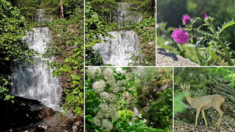flora und fauna an der transfagarasan, rumänien, mai 2026